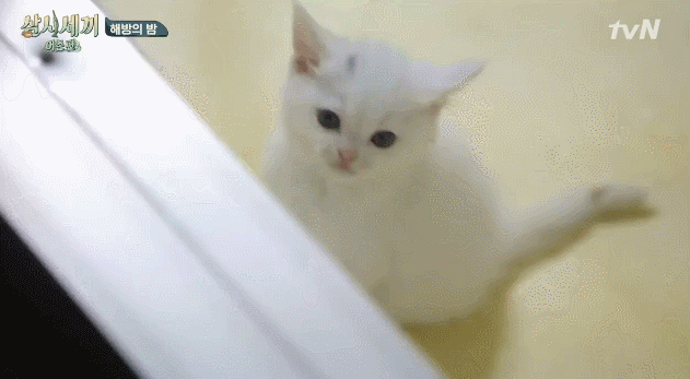 핑크코 핑크귀 핑크젤리인 흰둥이 터키쉬 앙고라 고양이.jpgif (feat. 벌이) | 인스티즈