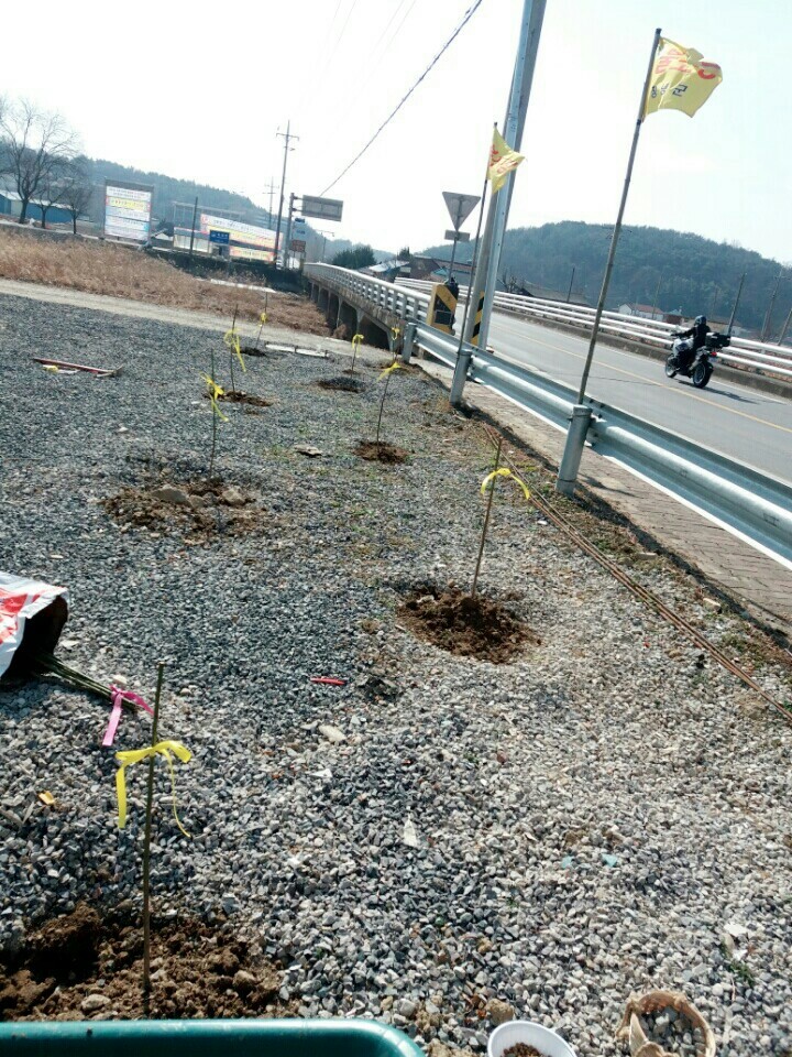 2월19일 일요일. 개소주가 되어버린 나의 가족 매실이를 예쁜매실나무로 만들어 보내주었습니다 | 인스티즈