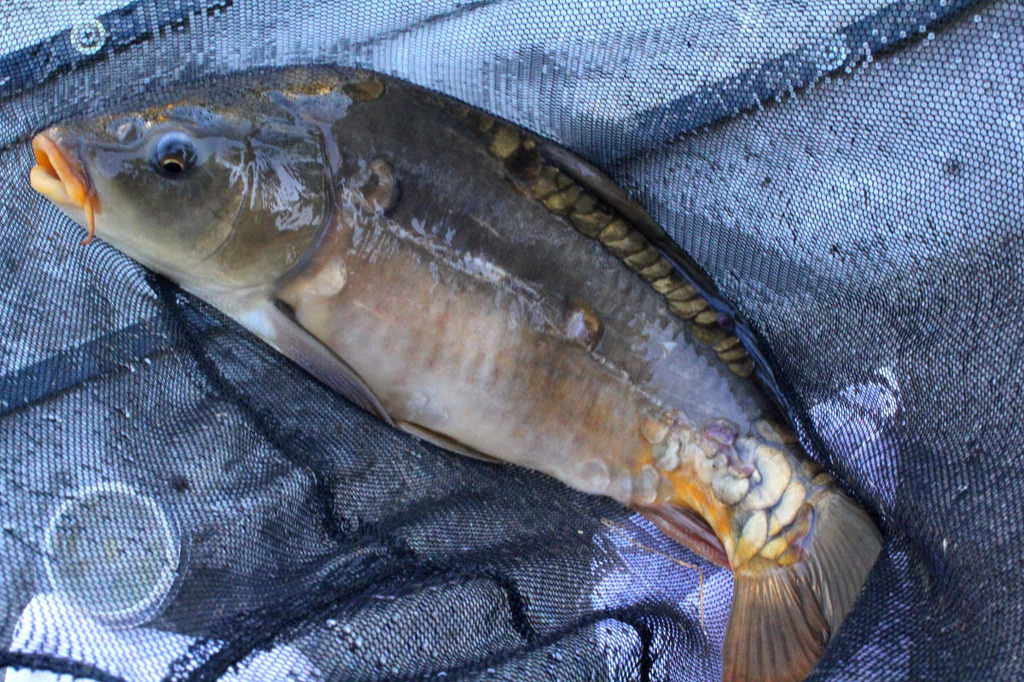 지방에선 많이 먹는데 수도권에선 구경하기 힘든회 | 인스티즈