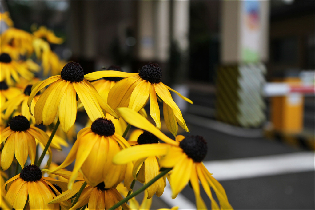 행복flower 이미지