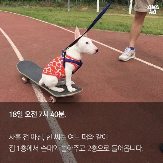  제 강아지가 잡아먹혔습니다 | 인스티즈