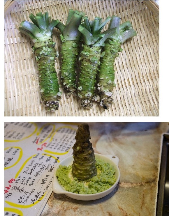 와사비 이미지