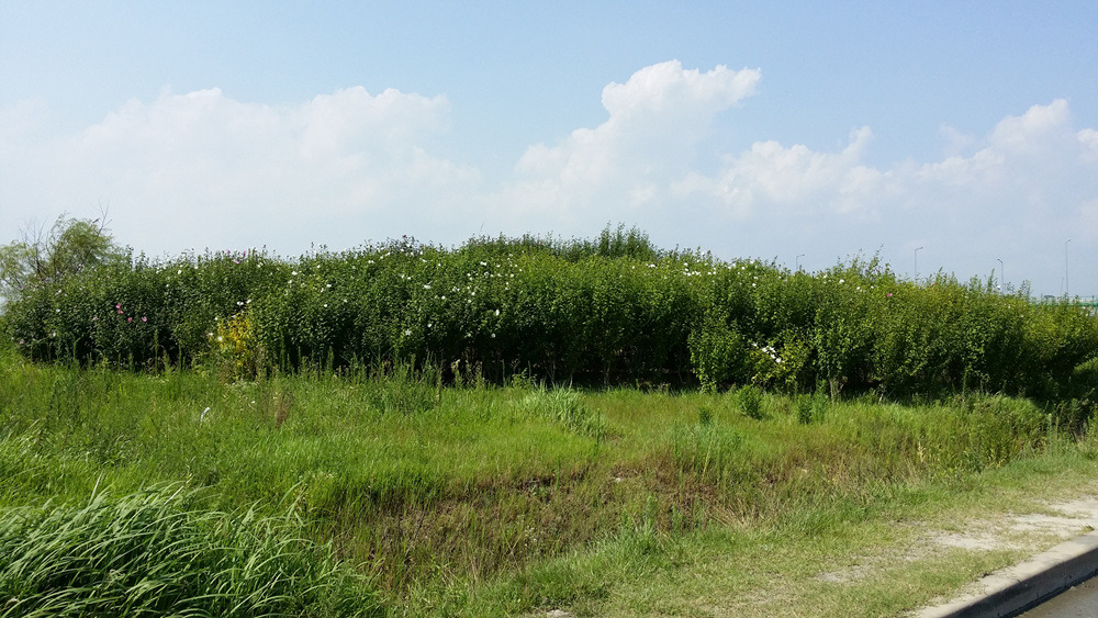 23313C4855ABBF0833C4E7