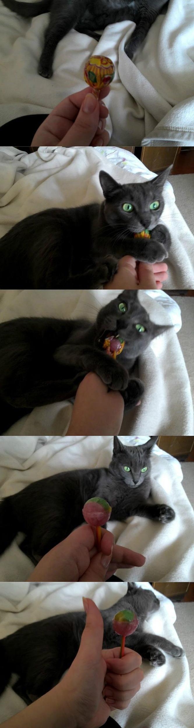 으휴 집사놈 이런것도 혼자 못해서 어쩌냥.jpg | 인스티즈