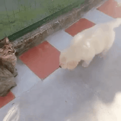 냥이를 본 인절미.gif | 인스티즈