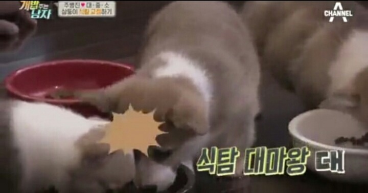[개밥주는남자] 웰시코기 삼둥이 대중소 식탐고치기 (feat.갓형욱) | 인스티즈