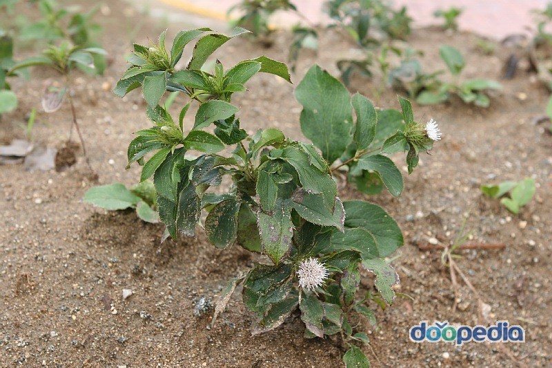 삽주 이미지
