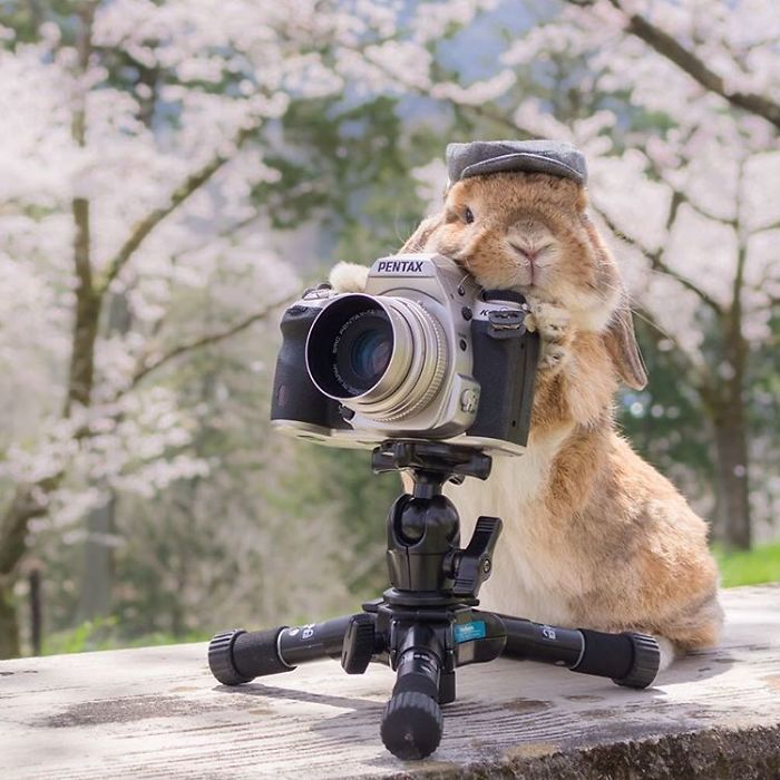 세계에서 가장 스타일리쉬한 토끼 | 인스티즈