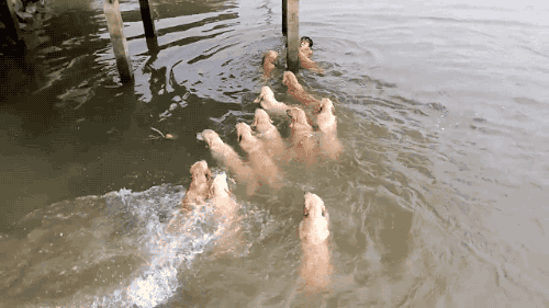 [잔인함주의] 물에 빠진 사람을 사냥하는 12마리의... | 인스티즈