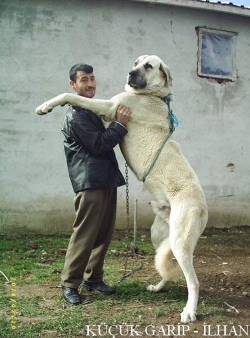 시베리아 호랑이 한마리 vs 개 올스타 연합 | 인스티즈