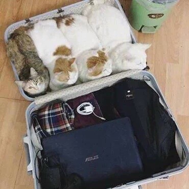 여행 못가는 이유.jpg | 인스티즈