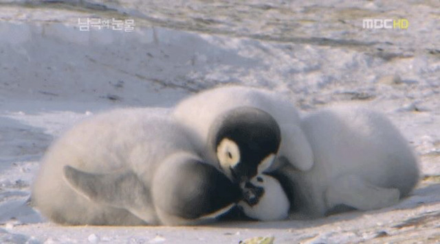 귀요미 황제펭귄 | 인스티즈