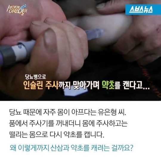 주사 맞아가며 약초 캐는 남자 | 인스티즈