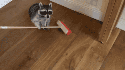 집 청소하는 너구리.gif | 인스티즈
