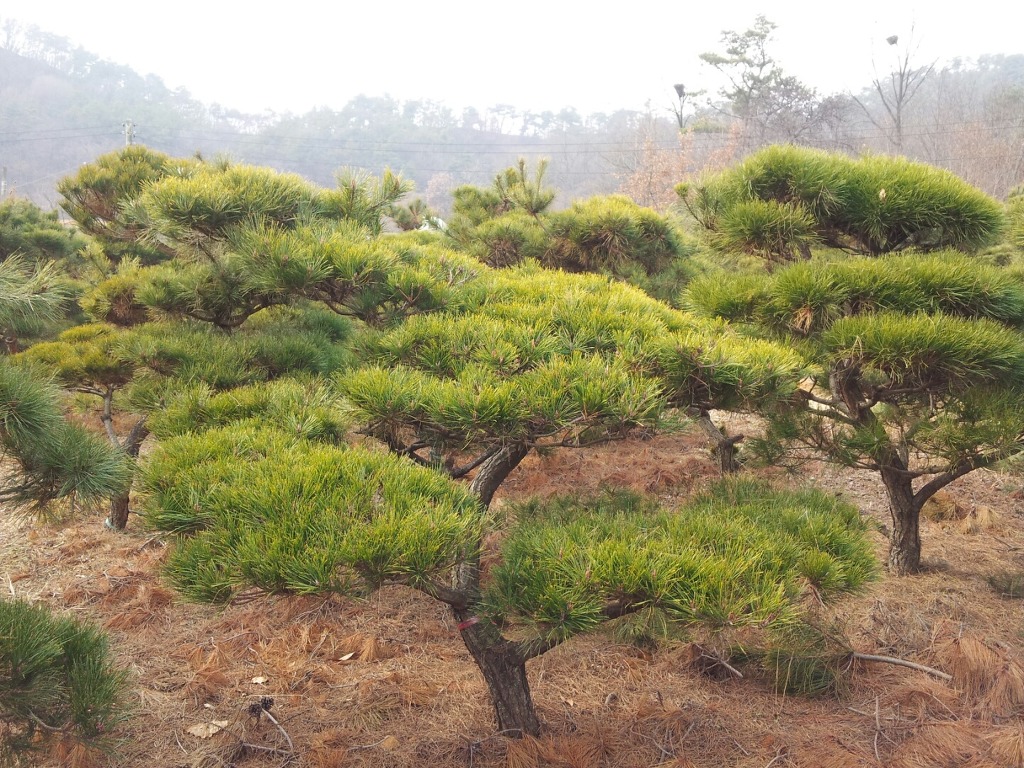 봄조경 이미지