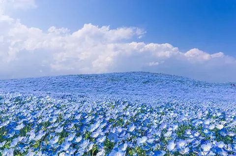 환상적인 일본의 히타치 해변공원 | 인스티즈
