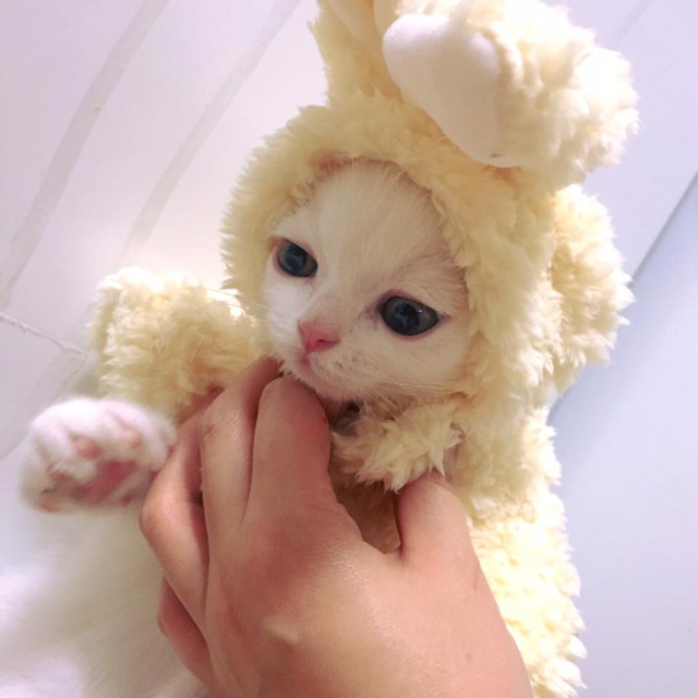 인기스타냥이 미유!!! | 인스티즈
