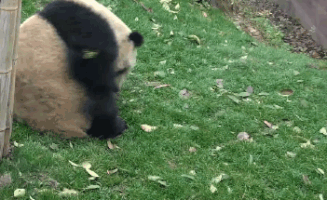 판다의 이동하는 방법.gif | 인스티즈