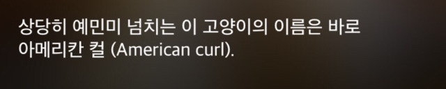 특이한 곳에 털이 자라는 까칠한 매력의 고양이 | 인스티즈
