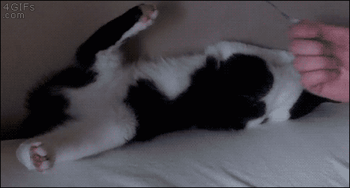 지푸라기 못잡은 냥이의 최후.gif | 인스티즈