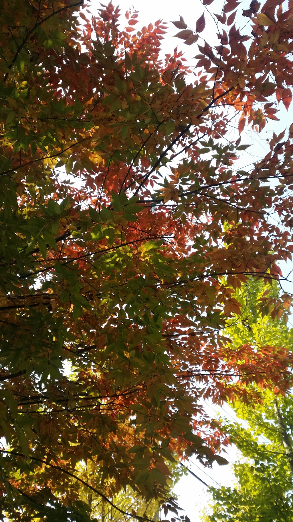 구야 이미지