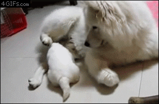 엄마 젖 주세요.gif | 인스티즈