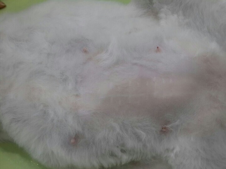 초초초시룸 장기사진 있음) 발정유도제에 불법 제왕절개된 고양이의 장기 | 인스티즈