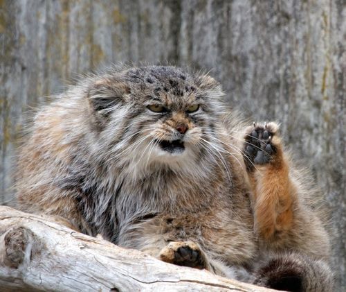  못생겼지만 귀여워! 티벳의 귀요미 마눌(Manul)고양이! | 인스티즈