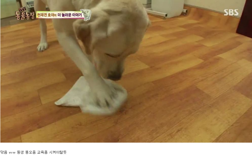 동물농장 완전 똑똑한 멍멍이 | 인스티즈