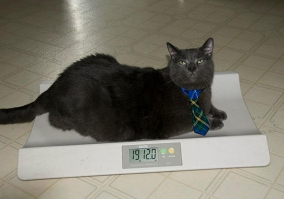  13.6kg 뚱냥이의 좀 쩌는 다이어트 여정 | 인스티즈