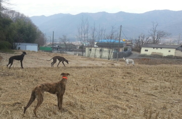 산보 이미지