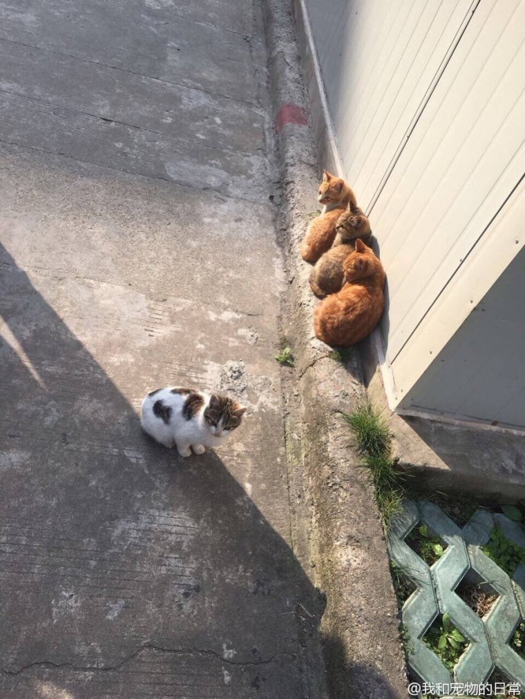 너도 오라냥.jpg | 인스티즈