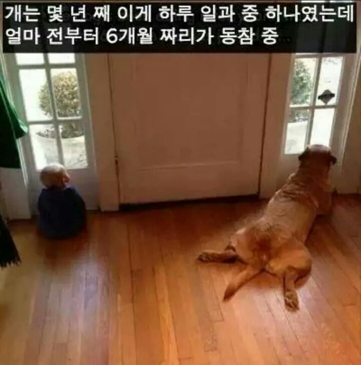 강아지들을 키우고 싶은 이유 | 인스티즈