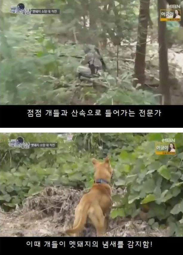 멧돼지를 추적하는 개 | 인스티즈