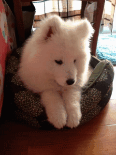 강아지들(심장조심).gif | 인스티즈