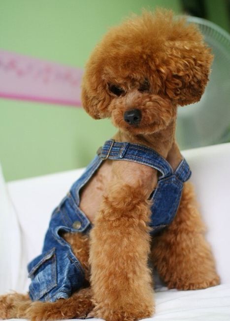 사주고 싶지만 돈없어서 못사주는 강아지옷 모음.. (부제 : 울집 강아지 눈감아) | 인스티즈