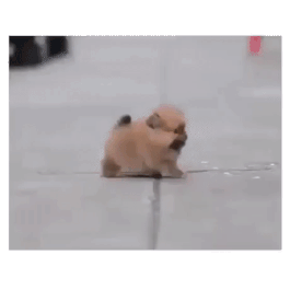 지나가는 사람 다리를 물어뜯는 사나운개.gif | 인스티즈