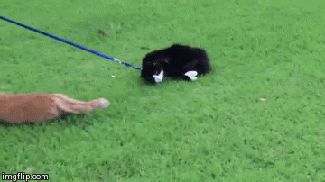 고양이와 함께하는 즐거운 산책.gif | 인스티즈