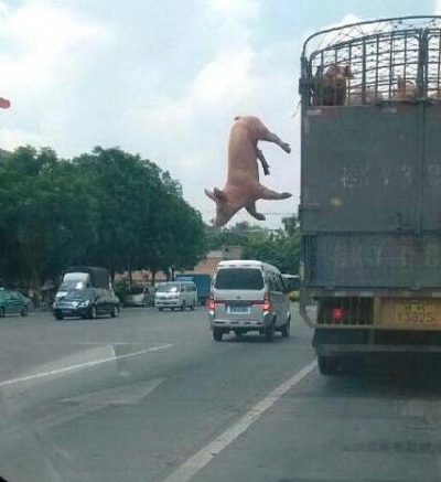 도야지 이미지