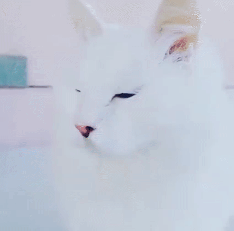 눈이 예쁜 고양이 | 인스티즈