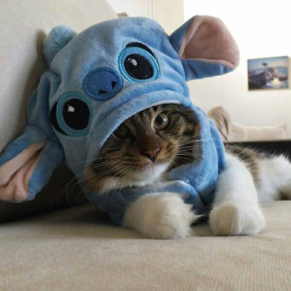 시베리안 허스키와 고양이.jpg | 인스티즈