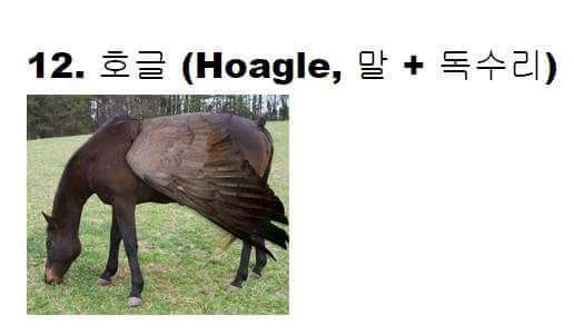 교배 성공한 희귀동물들 ㅋㅋ | 인스티즈