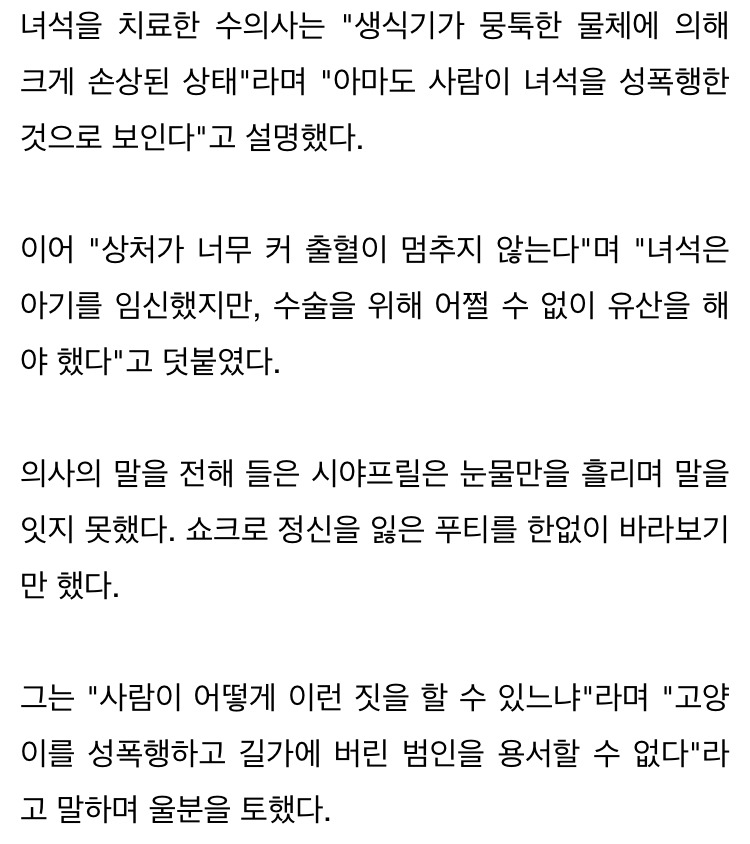 사람에게 성폭행 당하고 길가에 버려진 엄마 고양이 | 인스티즈