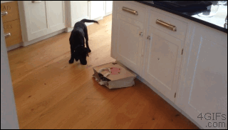 개놀람 .GIF | 인스티즈