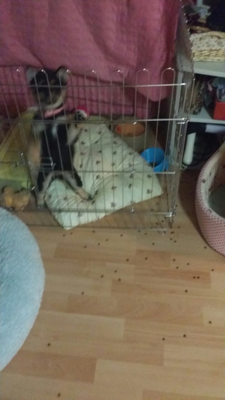 설랑 이미지