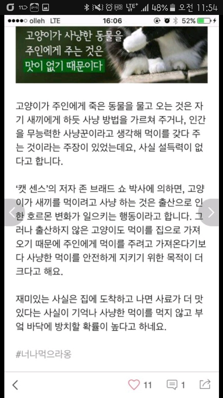 고양이 보은의 비밀(faet.팩트폭력).jpg | 인스티즈