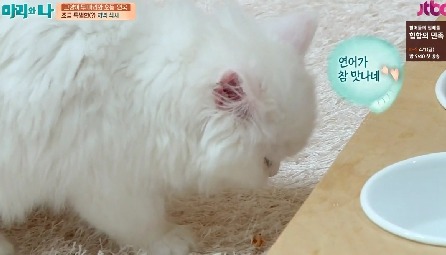 [마리와나] 뚱보냥 호동이 다이어트 시키기 (feat.먼지) | 인스티즈
