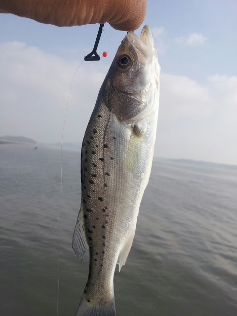 광명낚시 이미지