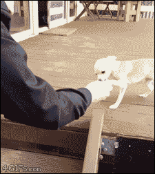계단이 넘나 무서운 멍뭉이 | 인스티즈