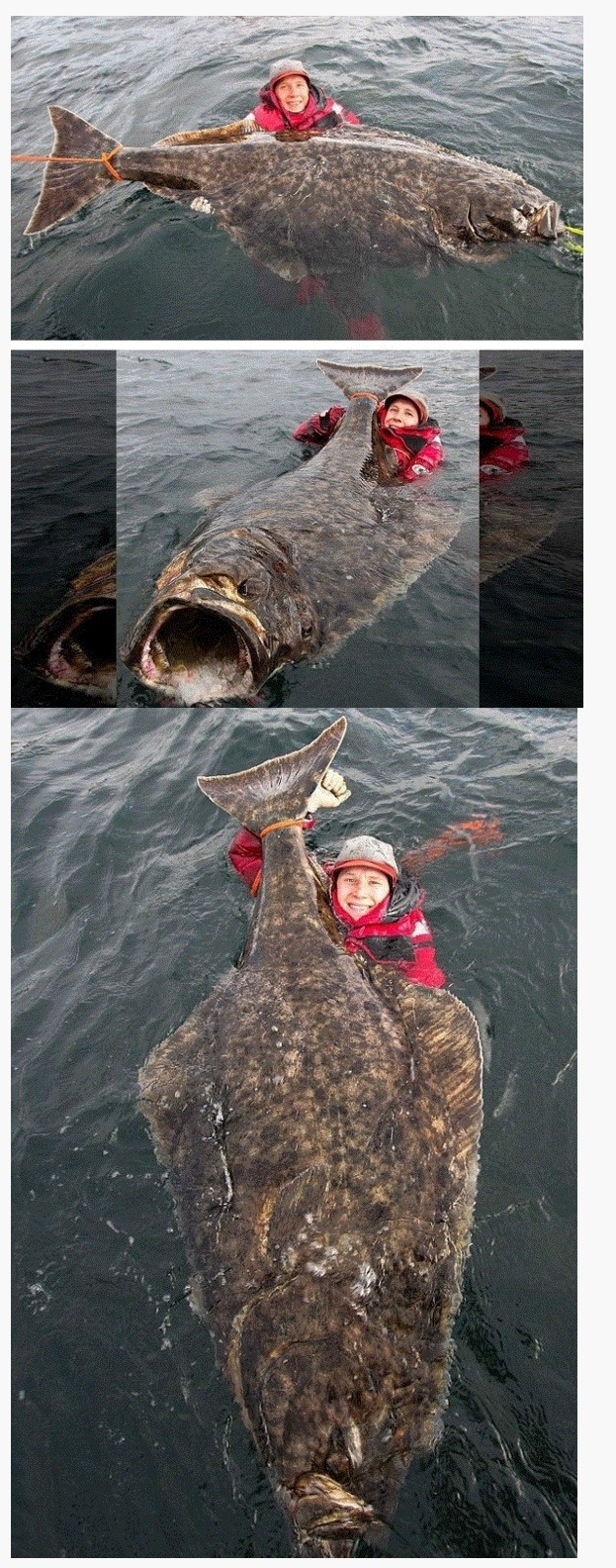 233kg 광어.JPG | 인스티즈